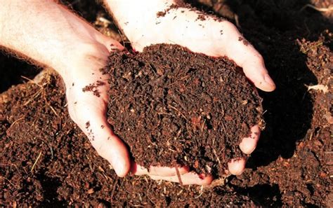 Chicken Manure Fertilizer Compost: A 10-Step Guide to Boosting Soil Health