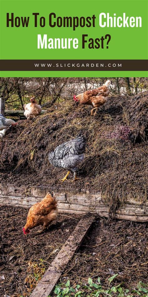 Chicken Manure Fertilizer Compost: A 10-Step Powerhouse for Your Garden