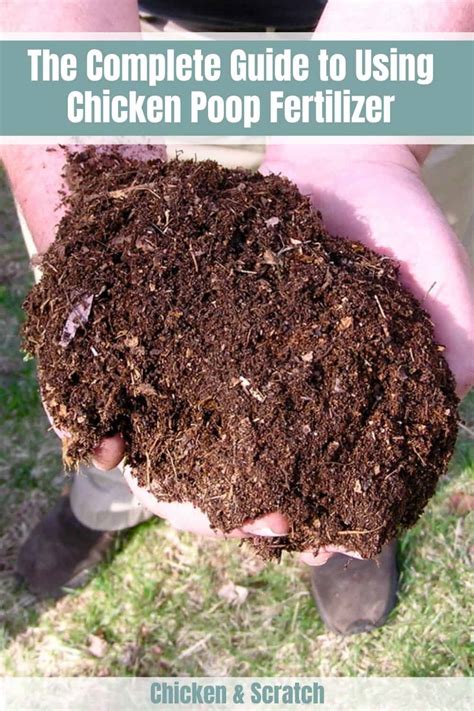 Chicken Manure Fertilizer Compost: A Guide to the Ultimate Fertilizer