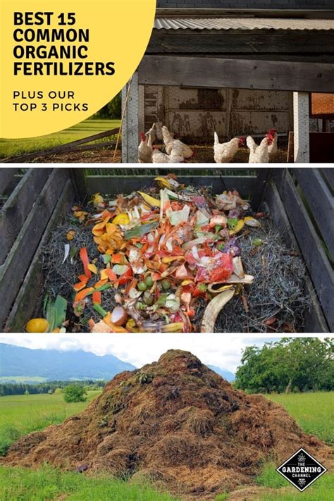 Chicken Manure Fertilizer Compost: The Ultimate 10,000-Word Guide