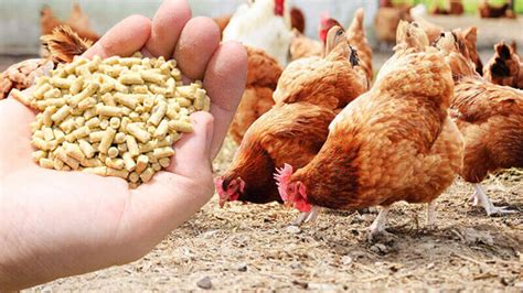 Chicken Poop Pellet Making Machine: Your 5-Step Guide to Profitable Poultry Manure Management