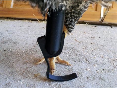 Chicken Prosthetic Leg: How Technology is Revolutionizing Poultry Welfare