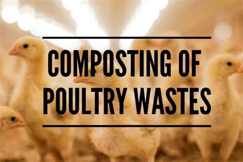 Chicken Waste as Fertilizer: 10,000+ Words of Insightful Knowledge