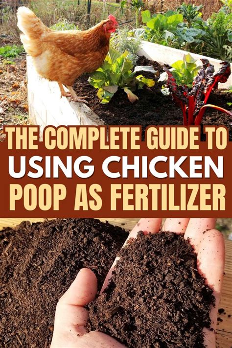 Chicken Waste as Fertilizer: A 2023 Guide to Maximizing Yields