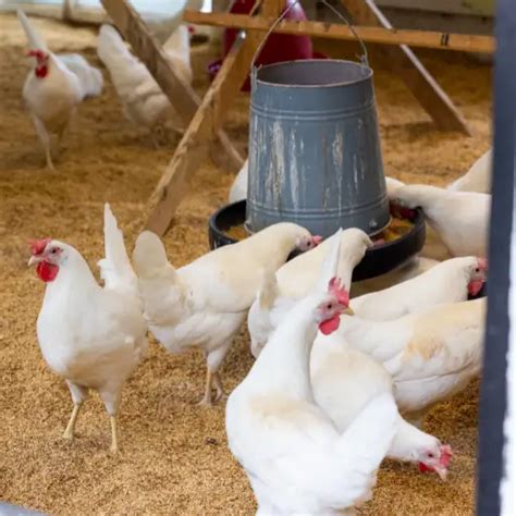 Chicken Waste as Fertilizer: A Potent Solution for Sustainable Farming