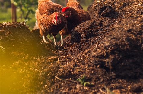 Chicken Waste as Fertilizer: A Sustainable Solution for Boosting Crop Yields