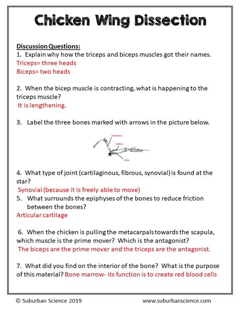 Chicken Wing Anatomy Lab Answer Key Doc