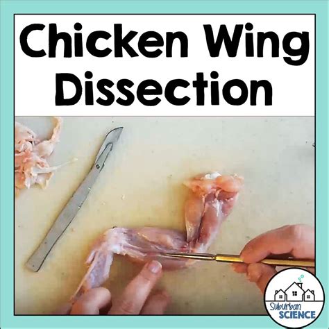 Chicken Wing Dissection - Rose James Science Classes Ebook PDF
