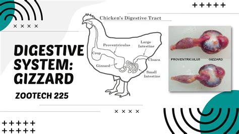 Chicken and Digestive Health: 2025 VS. Today