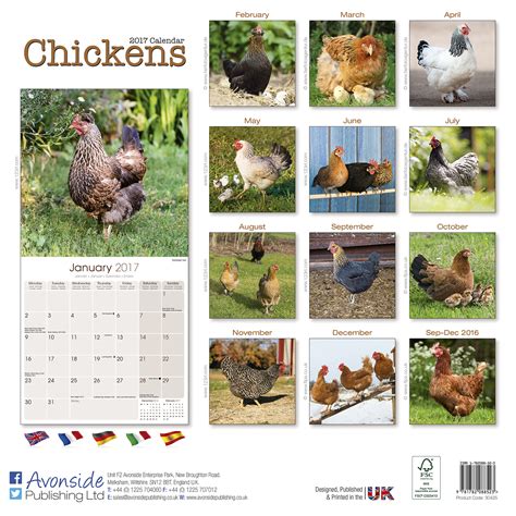 Chickens Mini Wall Calendar 2017 Reader