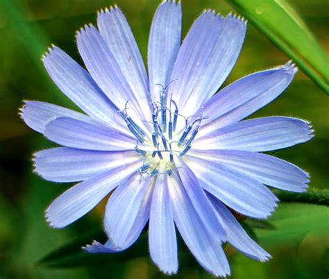 Chicory Pictures: 10,000+ Stunning Images to Inspire You