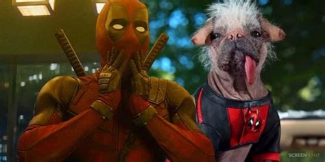 Chien Deadpool