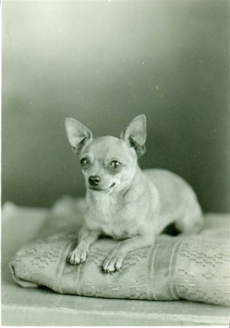 Chihuahuas: A Historical Overview