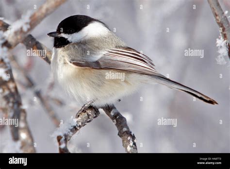 Chikadii: The Inimitable Songbird of North America