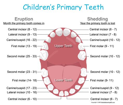 Children It s Time to Meet Your Teeth Reader