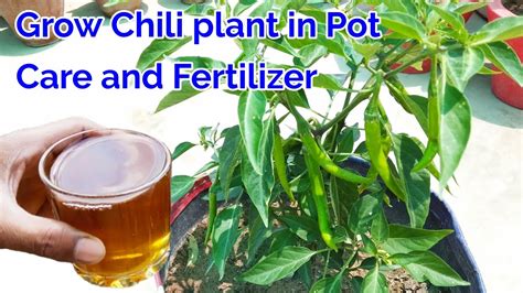 Chile Plant Fertilizer: The Ultimate Guide to Growing Bountiful Crops