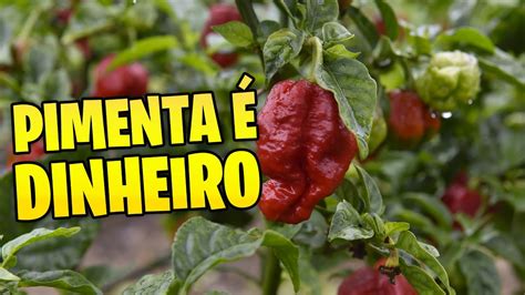 Chilli Bet: O Guia Completo para Ganhar Dinheiro Apostando em Pimentas