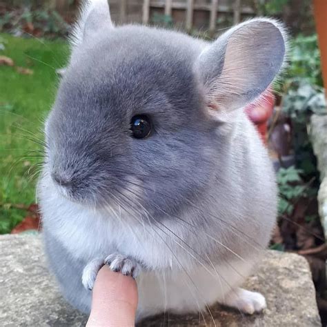 Chinchillas are adorable creatures,