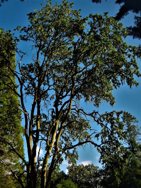 Chinese Honey Locust: An Ornamental Powerhouse with Endless Benefits