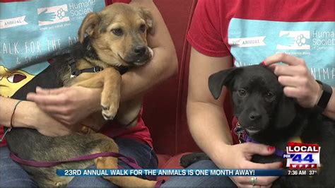 Chittenden County Humane Society: 10,000+ Animals Rescued and Waiting for a Home