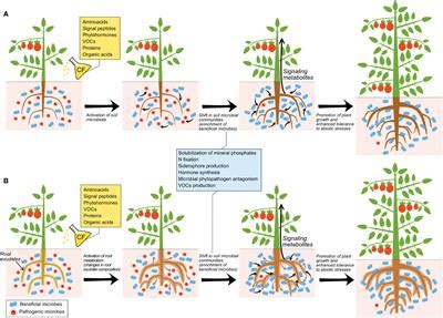 ChloeBlossom: A Novel Approach to Enhancing Plant Growth and Yield