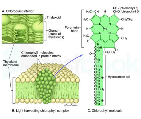 Chlorophyll Production: