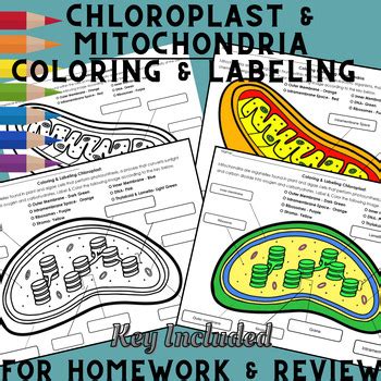 Chloroplasts And Mitochondria Coloring Packet Answers PDF