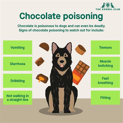 Chocolate Toxicity in Dogs: A Comprehensive Guide