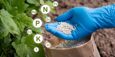 Choose a Balanced Fertilizer: