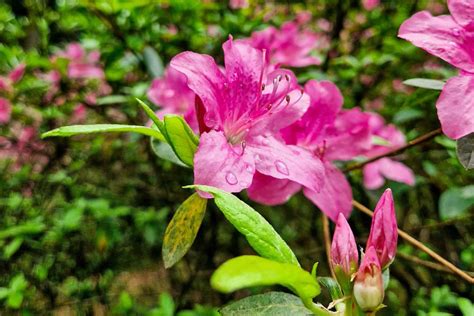 Choose a Rhododendron-Specific Fertilizer: