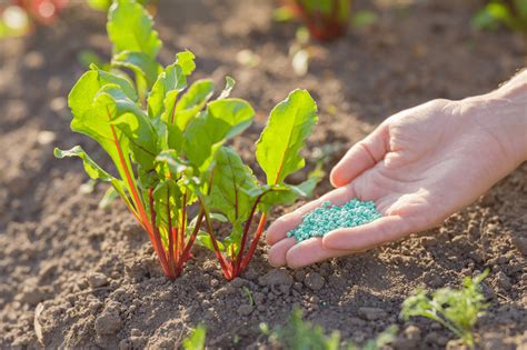 Choose a balanced fertilizer: