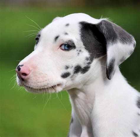 Choose a dog with a suitably expressive and photogenic face.