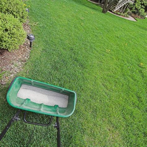 Choose the Right Fertilizer for Your Bermuda Grass