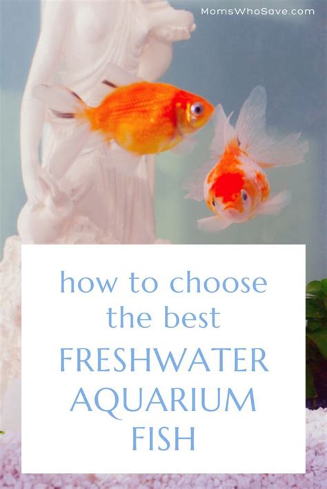 Choose the Right Fish: