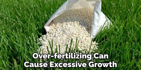 Choose the appropriate fertilizer: