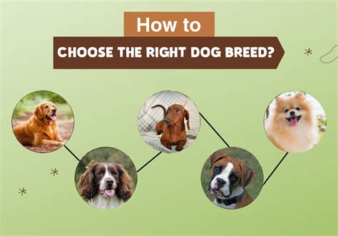 Choose the right breed: