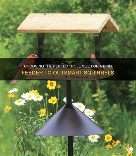 Choose the right feeder for your birds' age and size.