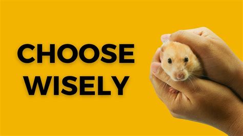 Choose your hamsters wisely: