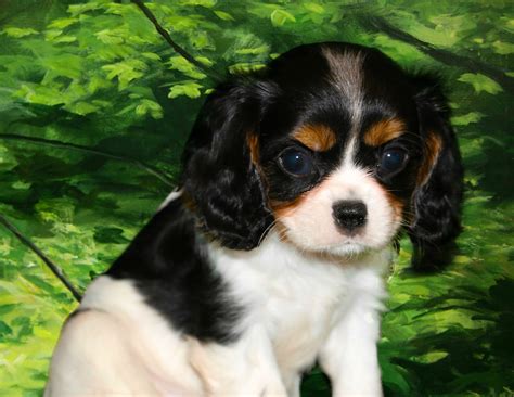 Choosing a Cavalier King Charles Spaniel Puppy