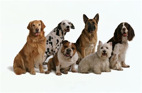 Choosing a Hound Puppy