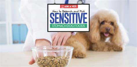 Choosing the Best Dry Dog Food for Sensitive Stomachs: A Comprehensive Guide for Pet Owners