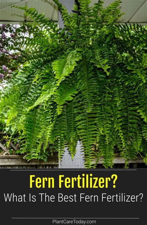 Choosing the Best Fern Fertilizer Outdoor