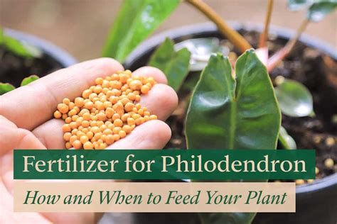 Choosing the Best Fertilizer for Your Philodendron