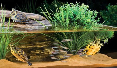 Choosing the Ideal Aquarium: A Haven for Thriving Turtles