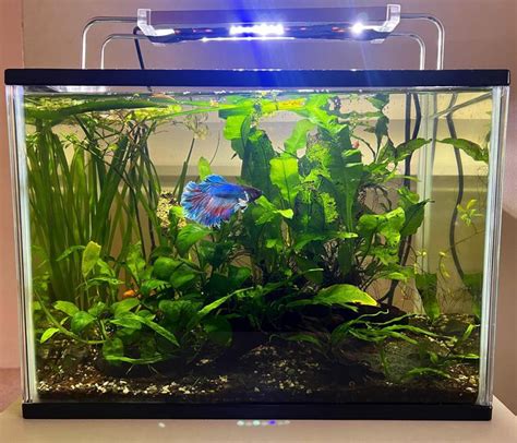 Choosing the Ideal Betta Tank