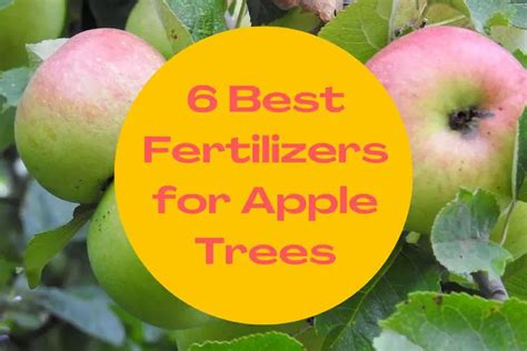 Choosing the Ideal Fertilizers for Apple Trees - An In-Depth Guide to Maximize Your Harvest