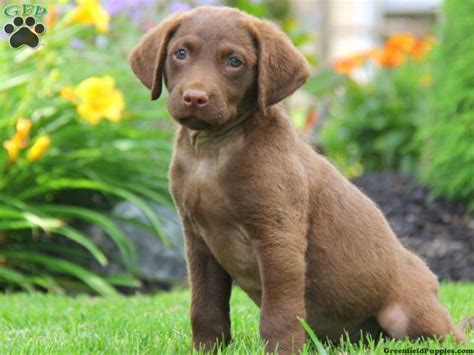 Choosing the Perfect Chesapeake Bay Retriever Puppy