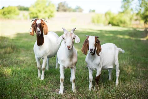 Choosing the Perfect Goat for You