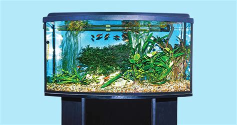 Choosing the Right Aquarium Size Matters
