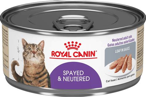 Choosing the Right Chewy Wet Cat Food for Your Feline Companion